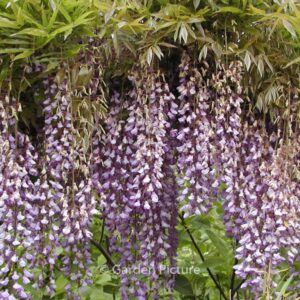 Wisteria floribunda 'Multijuga'