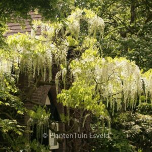 Wisteria floribunda 'Shiro-noda'