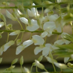 Wisteria floribunda 'Vignoli's White'