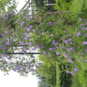 Wisteria frutescens 'Amethyst Falls'