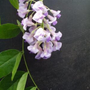 Wisteria macrostachya 'Blue Moon'