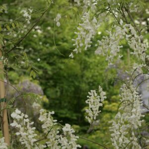 Wisteria sinensis 'Alba'