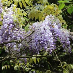 Wisteria sinensis 'Blue Sapphire'