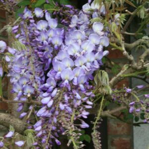 Wisteria sinensis 'Prolific'