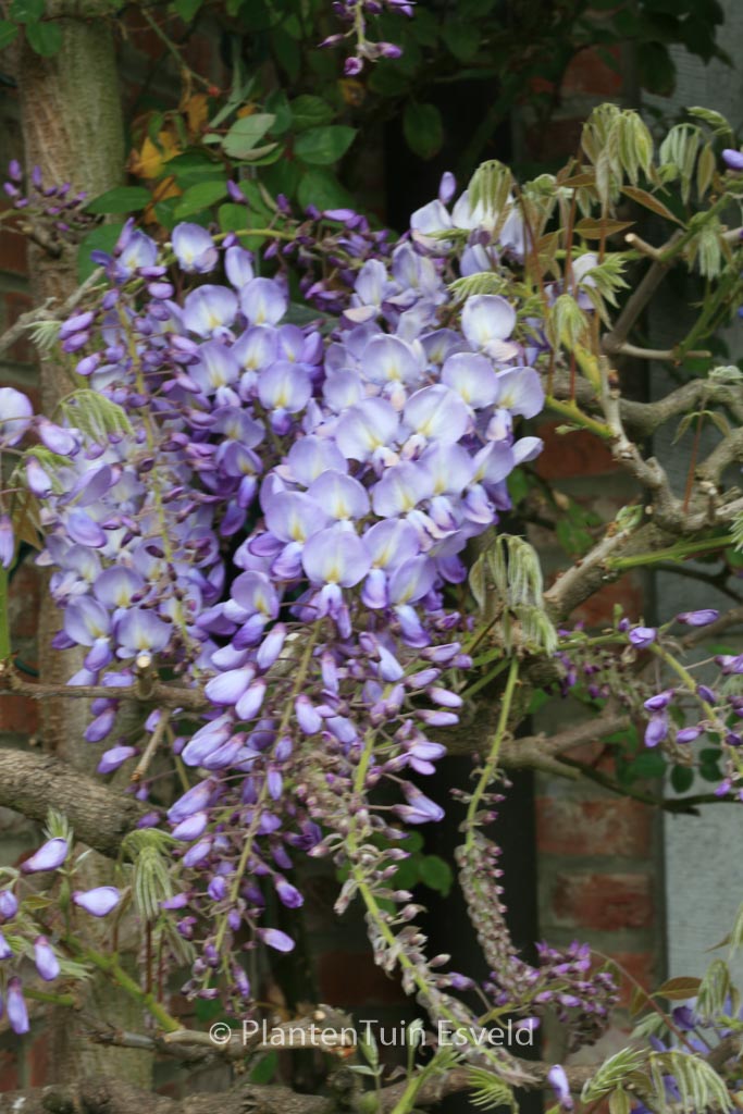 Wisteria sinensis 'Prolific'