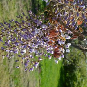 Wisteria sinensis 'Rolvenden Bronze'