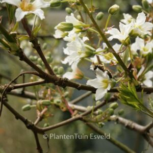 Xanthoceras sorbifolium