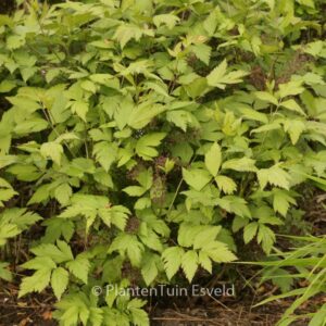 Xanthorhiza simplicissima