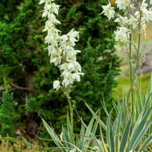 Yucca filamentosa 'Bright Edge'