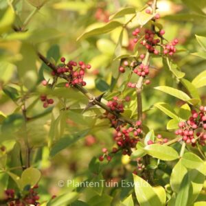 Zanthoxylum alatum planispinum