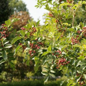 Zanthoxylum americanum