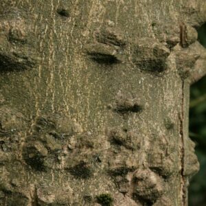 Zanthoxylum bungeanum