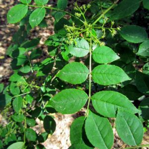 Zanthoxylum coreanum