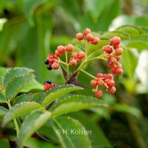 Zanthoxylum giraldii