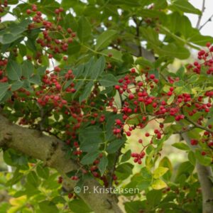 Zanthoxylum simulans