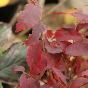 Zelkova serrata 'Goblin'
