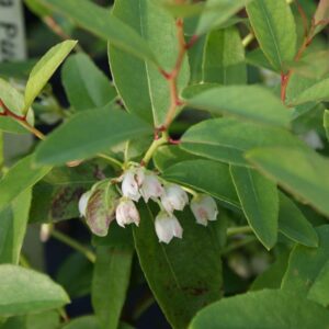 Zenobia pulverulenta 'Raspberry Ripple'