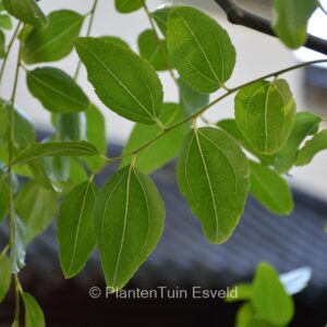 Ziziphus jujuba
