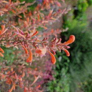 Agastache 'Fleur'