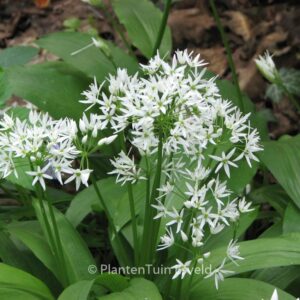 Allium ursinum