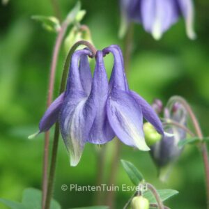 Aquilegia vulgaris