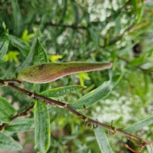Asclepias tuberosa interior