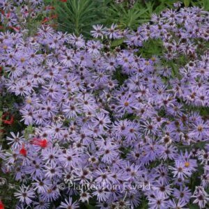 Aster macrophyllus 'Twilight'