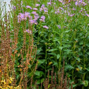 Aster tataricus 'Jindai'