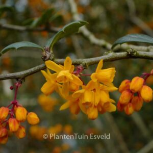 Berberis lologensis 'Mystery Fire'