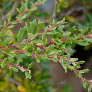 Berberis stenophylla 'Irwinii'