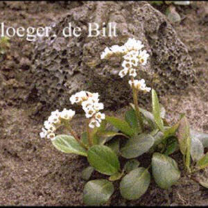 Bergenia stracheyi 'Alba'