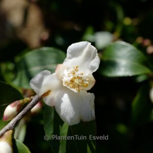 Camellia 'Beauty Blush'