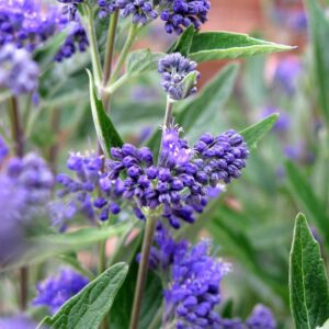 Caryopteris clandonensis 'Thetis'