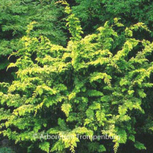 Chamaecyparis obtusa 'Fernspray Gold'