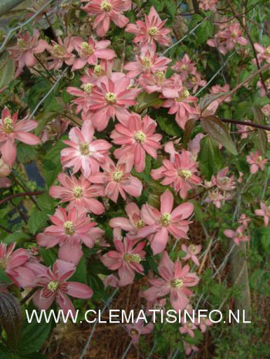 Clematis 'Broughton Star'