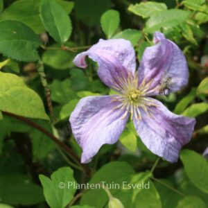 Clematis 'Emilia Plater'