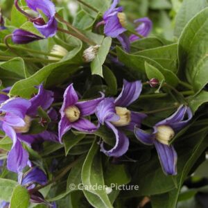 Clematis diversifolia 'Olgae'