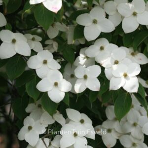Cornus kousa 'Claudia'