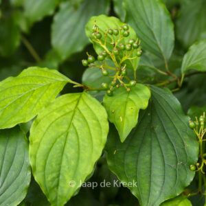Cornus sanguinea