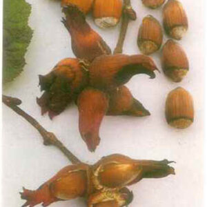 Corylus 'Roodpit Lambertsnoot'