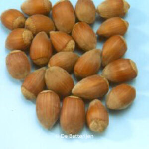 Corylus avellana 'Cosford'