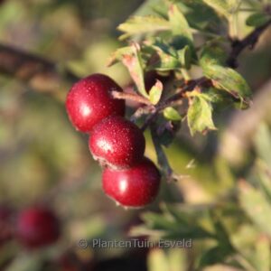 Crataegus schraderiana