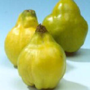 Cydonia oblonga 'Champion'