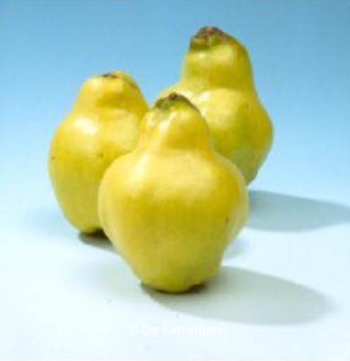 Cydonia oblonga 'Rea's Mammoth'