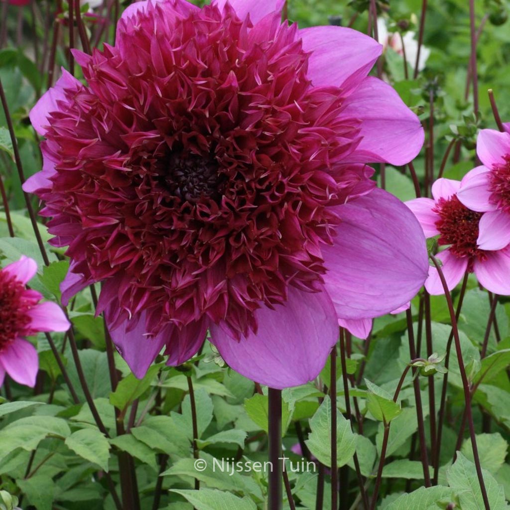 Dahlia 'Blue Bayou'