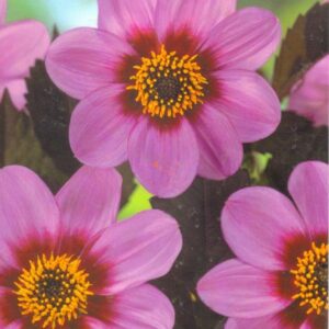 Dahlia 'Happy Single Wink'