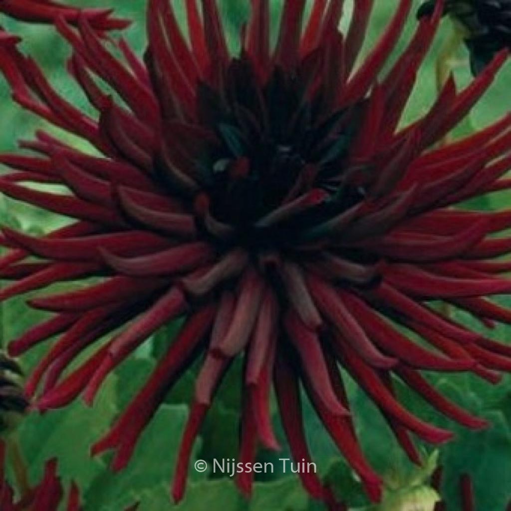 Dahlia 'Nuit d'Ete'