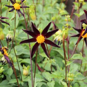 Dahlia 'Verrone's Obsidian'