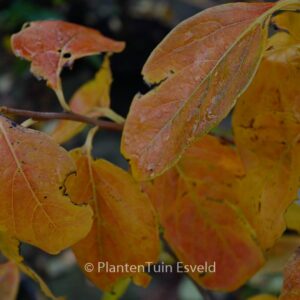 Diospyros 'Nikita's Gift'