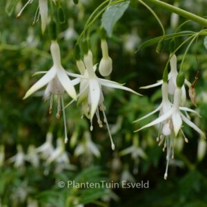 Fuchsia magellanica 'Hawkshead'